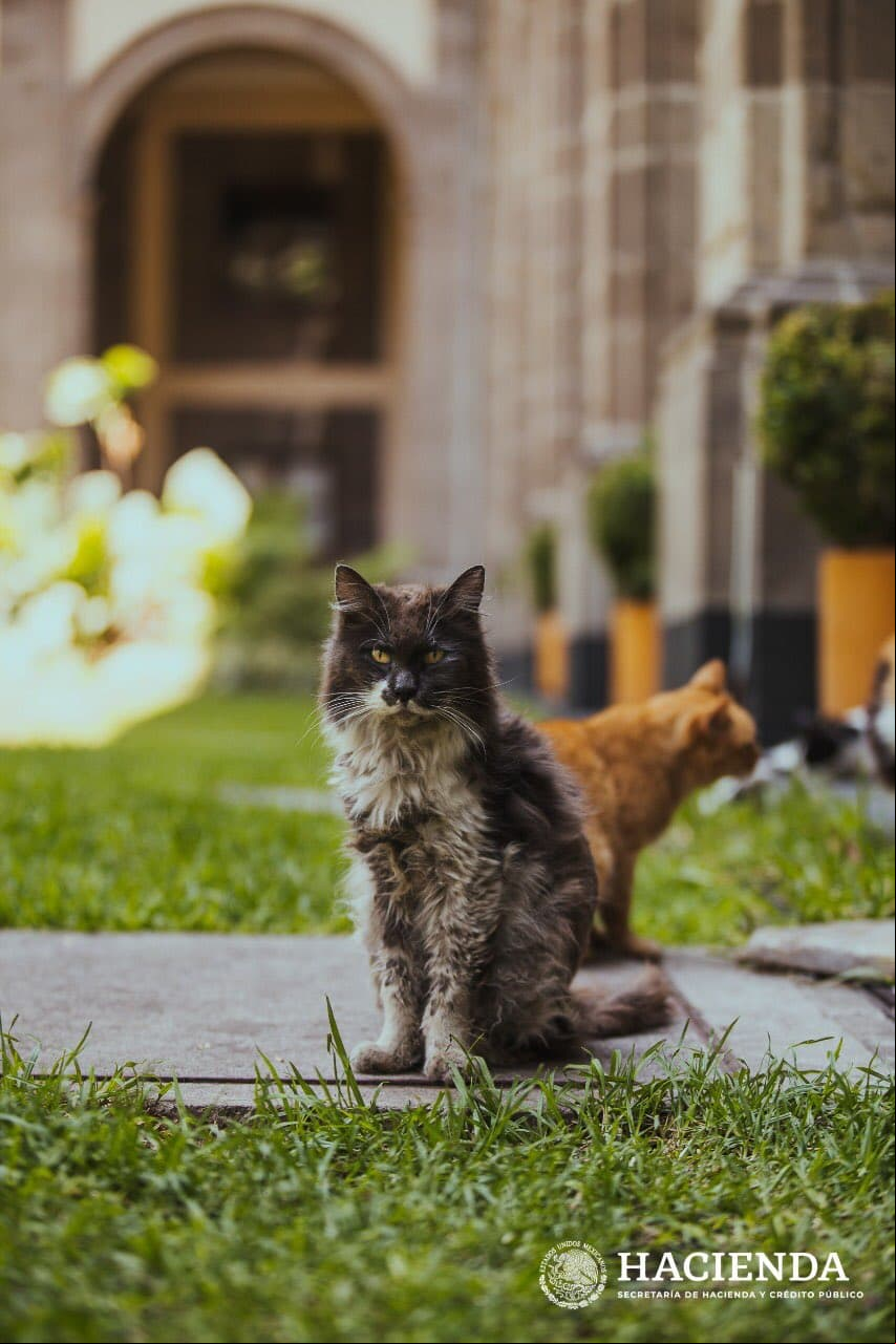 Murió uno de los gatos rescatados en Palacio Nacional, Hacienda lo comunicó y esto ocurrió en redes sociales