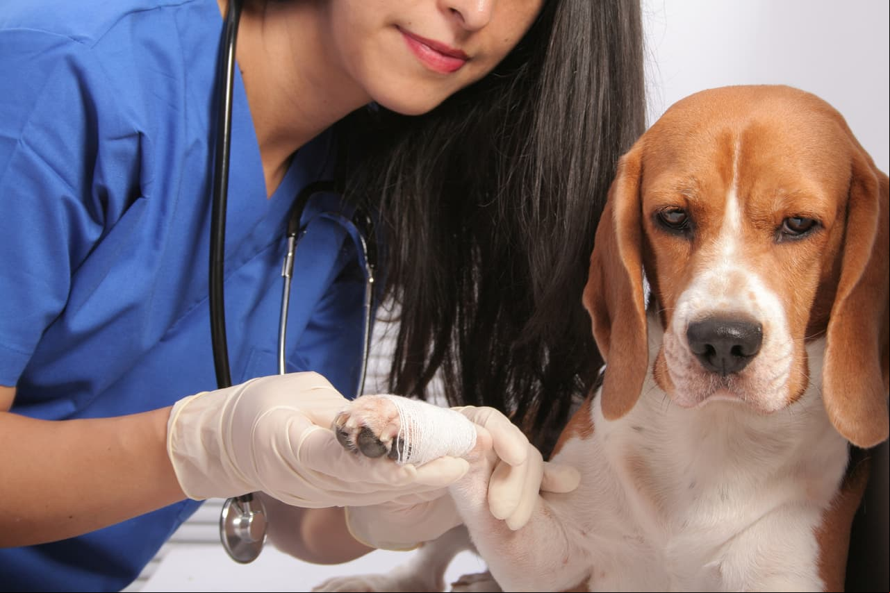 ¿Qué sienten los perros antes de morir?