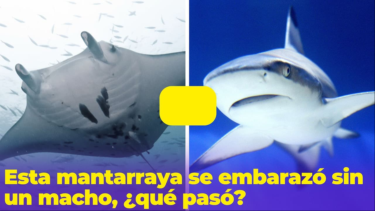 ¿Esta mantarraya quedó embarazada de un tiburón? El caso que tiene asombrado a los científicos