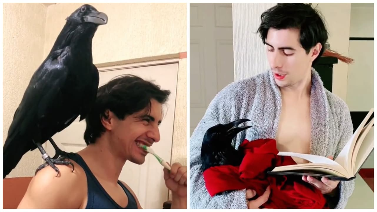 Joven presume que tiene enorme cuervo como mascota y aterra a internautas