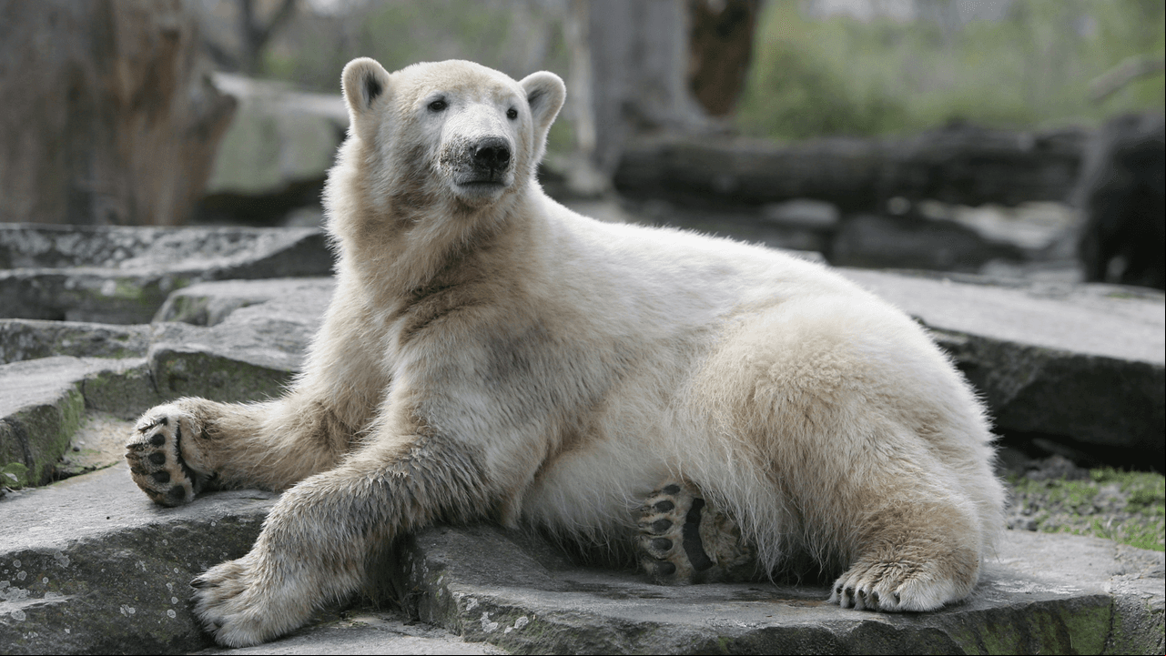 Oso polar