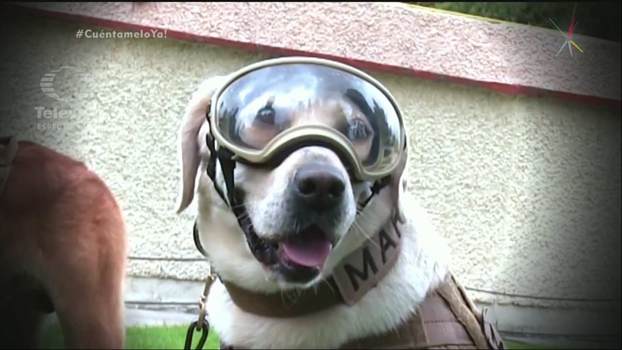 ¿Qué ha pasado con Frida, la perrita rescatista?