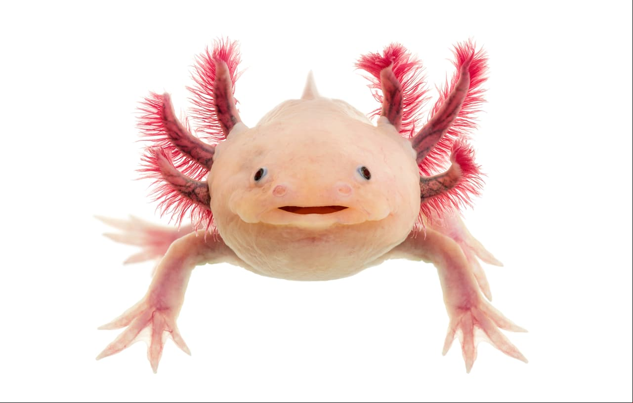 Esta especie de anfibio tiene la capacidad de regenerar partes de su cuerpo.