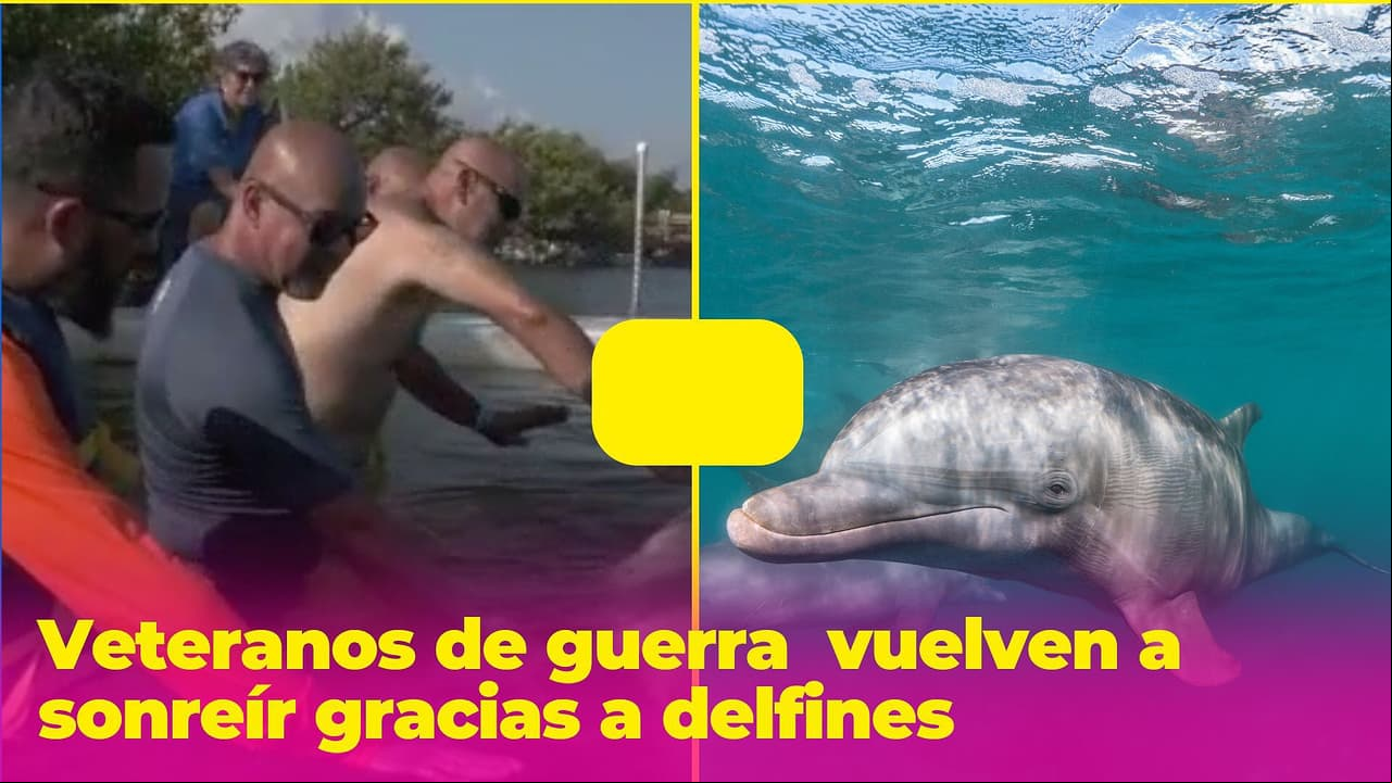 Estos veteranos de guerra heridos volvieron a sonreír gracias a unos delfines (video)