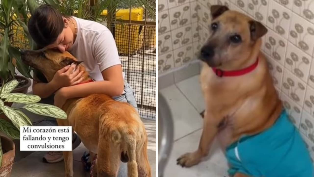 Joven hace llorar a TikTok con la triste despedida a su perrito antes de morir