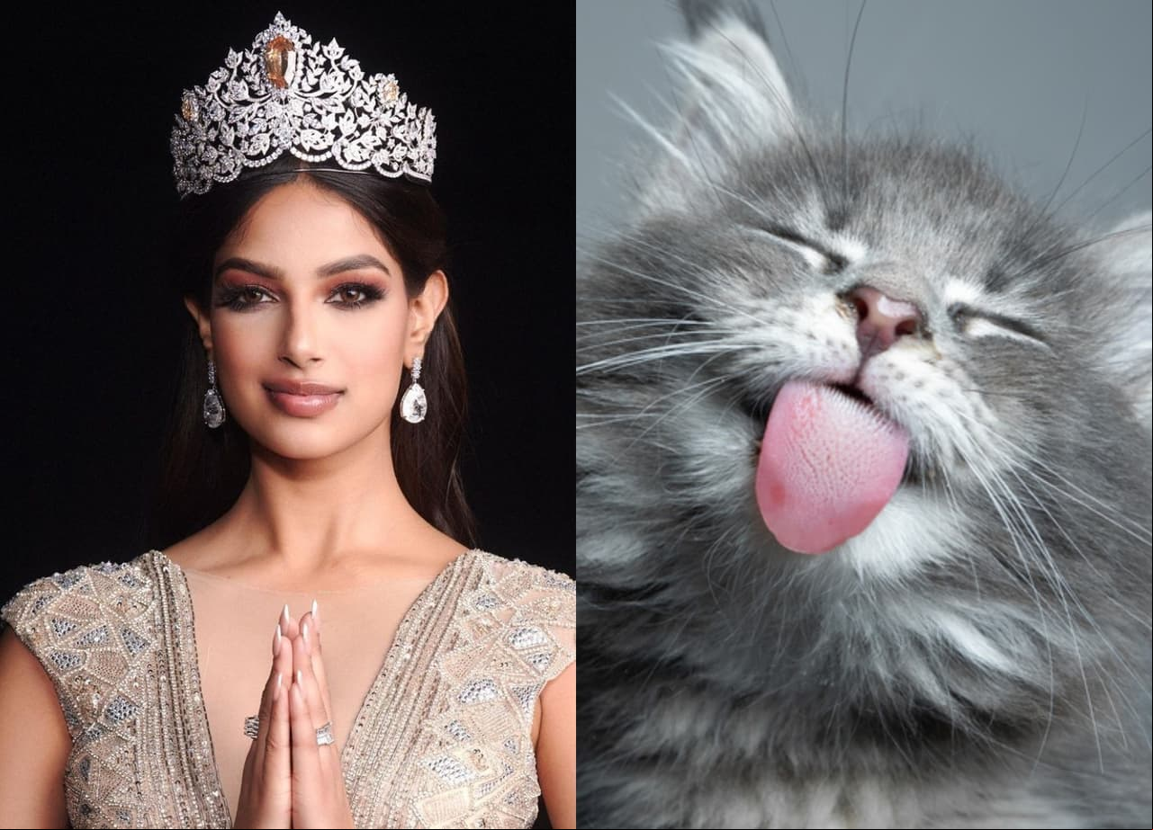 Miss Universo 2021 se hace viral con singular imitación de gatos