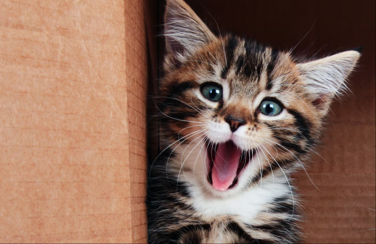 Descubre la personalidad de tu gato según su signo zodiacal