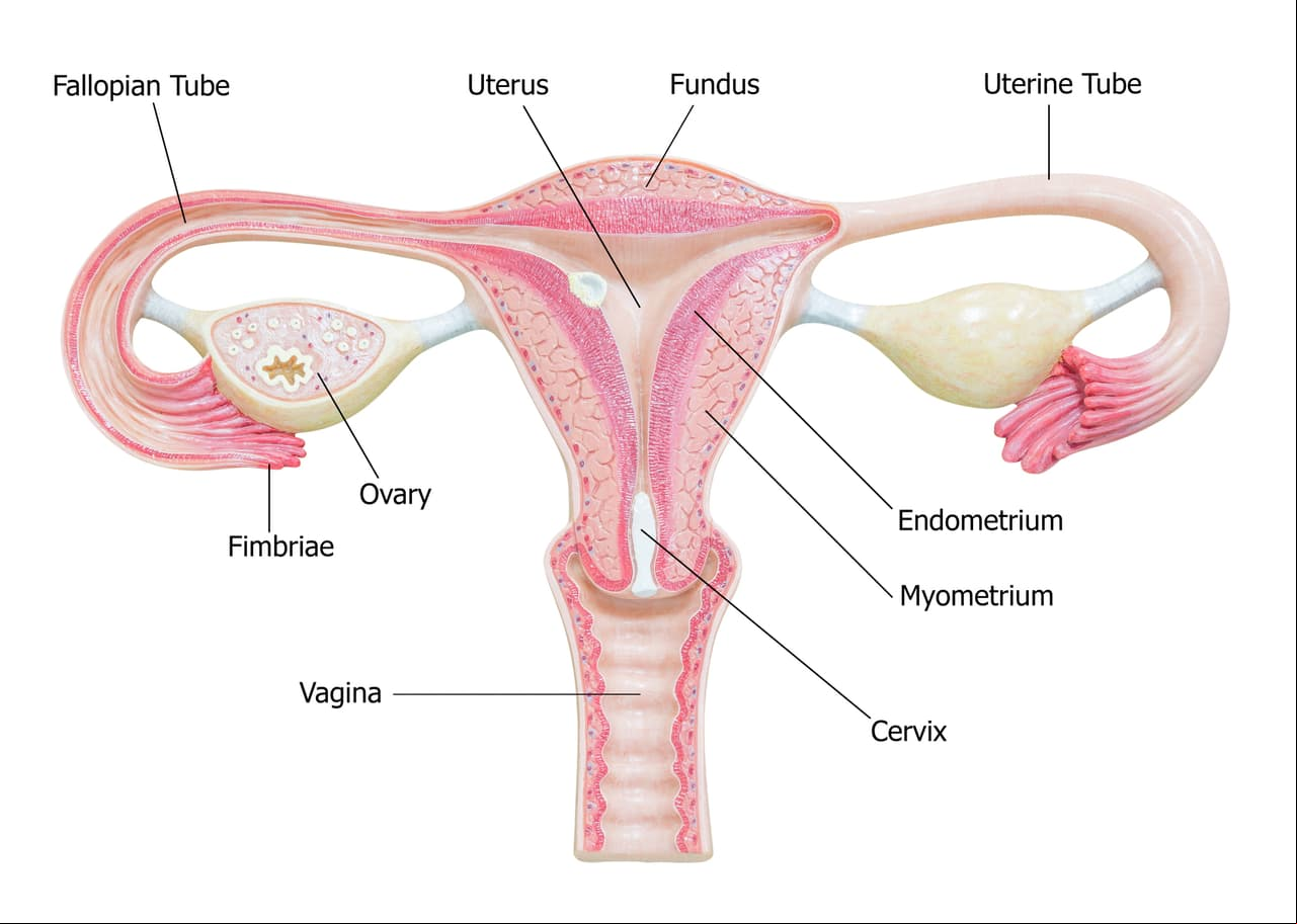Aparato reproductor femenino