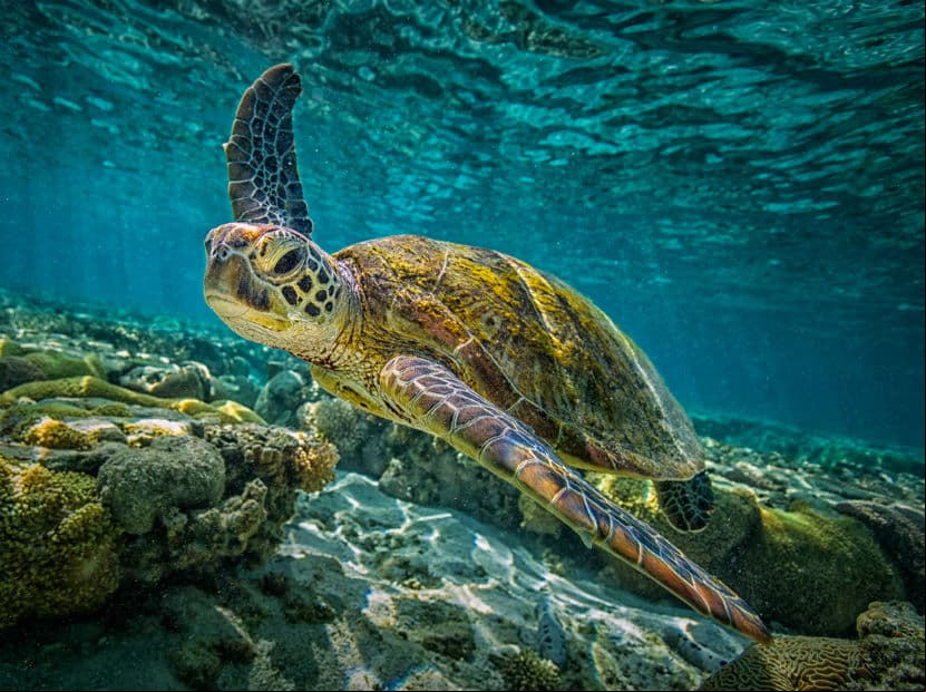 Descubre el significado de soñar con tortugas