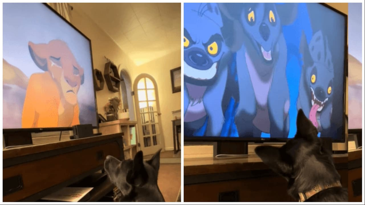 Perrito llora viendo 'El Rey León'