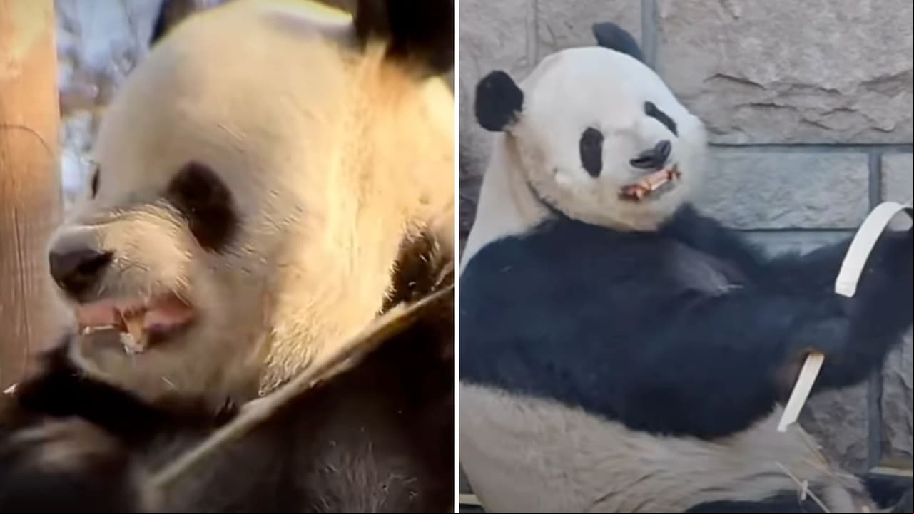 Panda se hace viral por mostrar sus dientes y la historia de cómo lo aprendió te enternecerá.