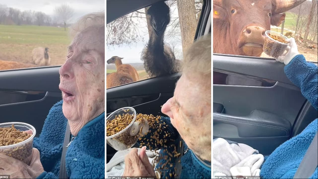 Abuelita de 93 años alimenta a animales en safari y su reacción se hace viral en redes