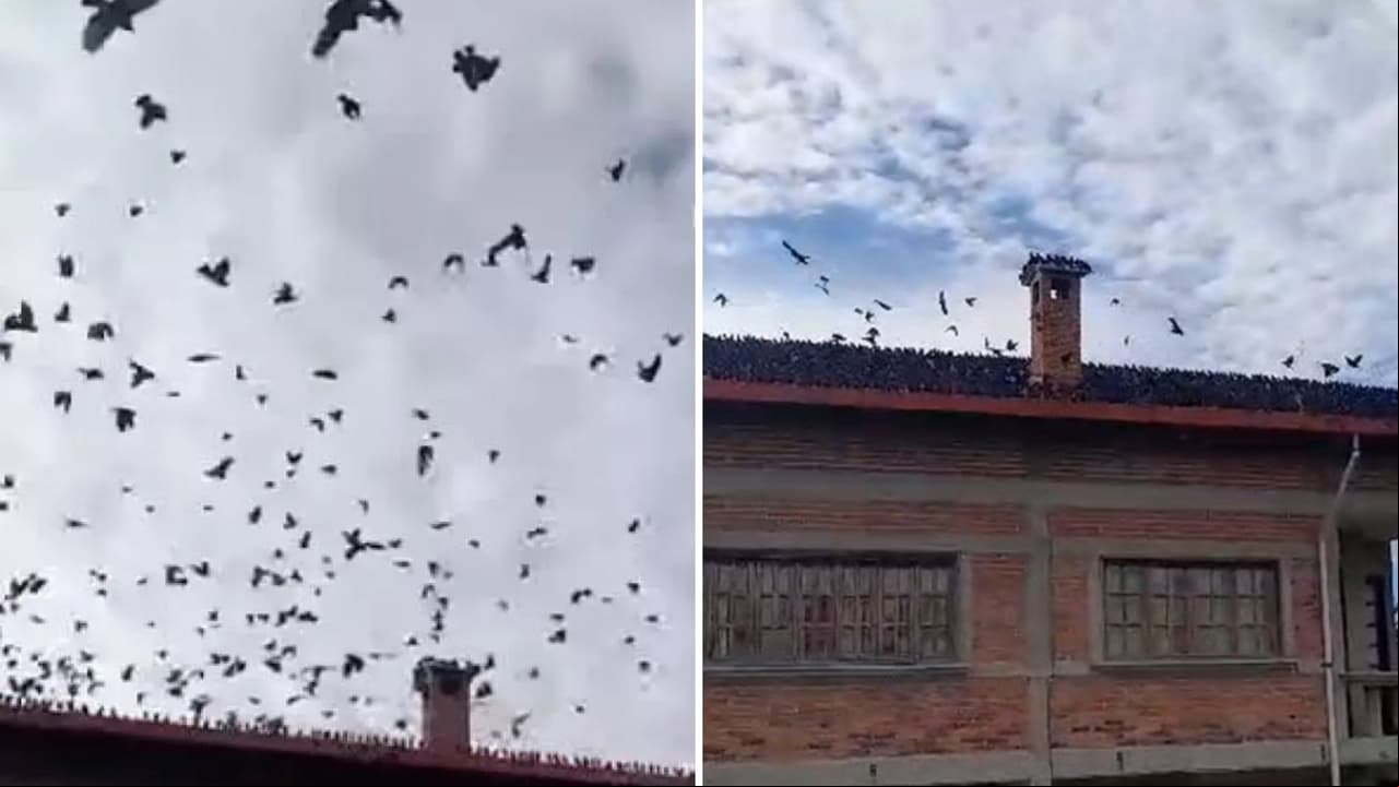Miles de aves invaden zona del Estado de México.