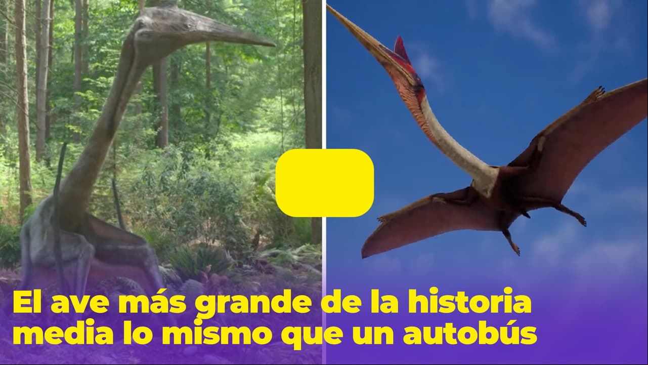 El animal volador más grande de la historia medía lo mismo que un autobús: así lucía
