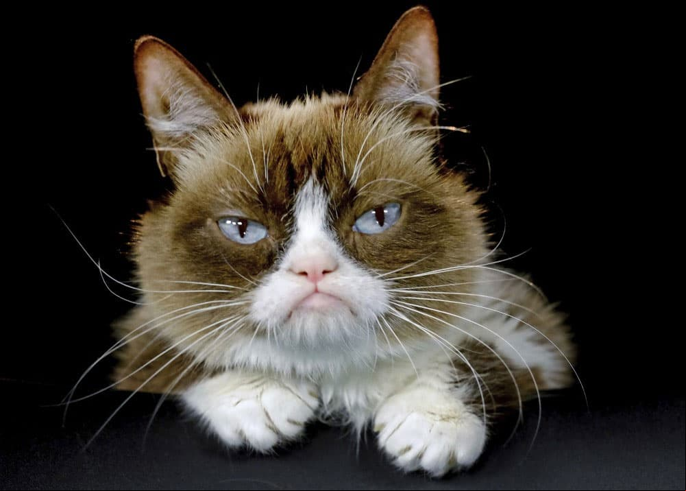 GRUMPY CAT La famosa gatita gruñona que se hizo viral en redes sociales perdió la vida el martes 14 de mayo a los siete años de edad, por complicaciones en las vías urinarias.