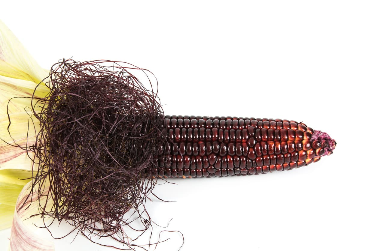 Corn shape of a penis and penis hair on white background