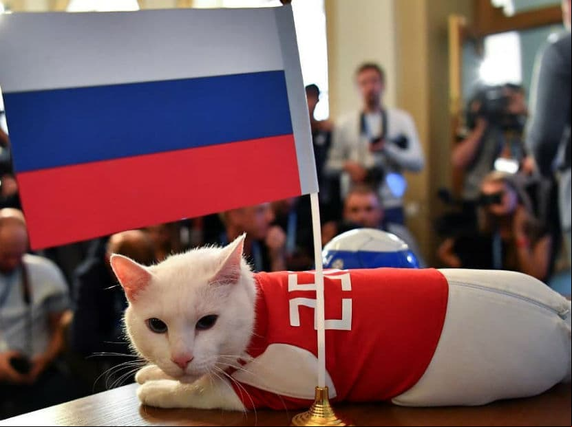 Gato Aquiles predice al ganador del partido inaugural del Mundial