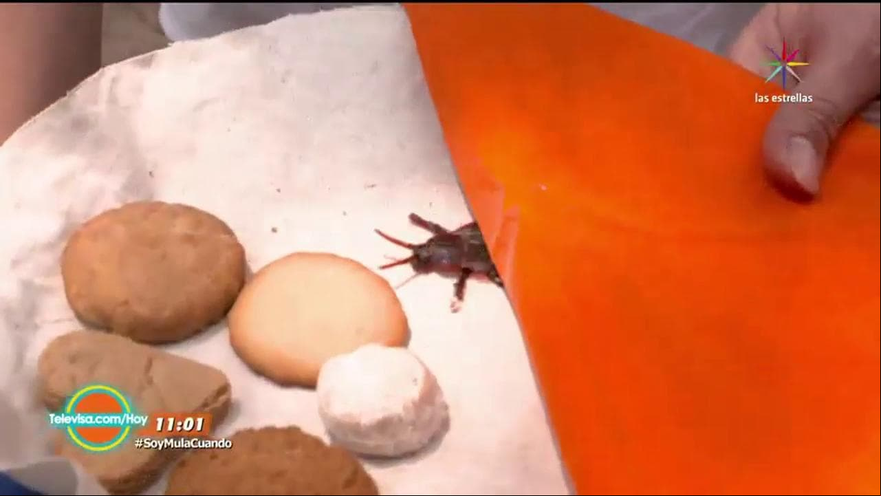 Me los llevo de calle con todo y cucaracha