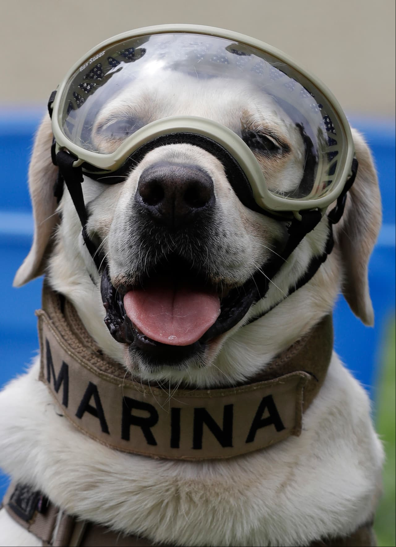 Frida nació el 29 septiembre de 2009; parte de una camada criada por el Departamento de Control Canino de la Secretaría de Marina Armada de México. Los perros de raza labrador han sido dejados de criar por lo que la heroína es de las últimas de su tipo en la corporación.