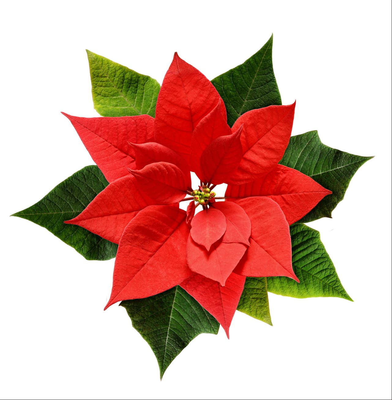 ¿Sabías que la flor de Nochebuena, también conocida como Flor de Navidad o de Pascua, es originaria de México y que en náhuatl significa ‘flor que se marchita’?