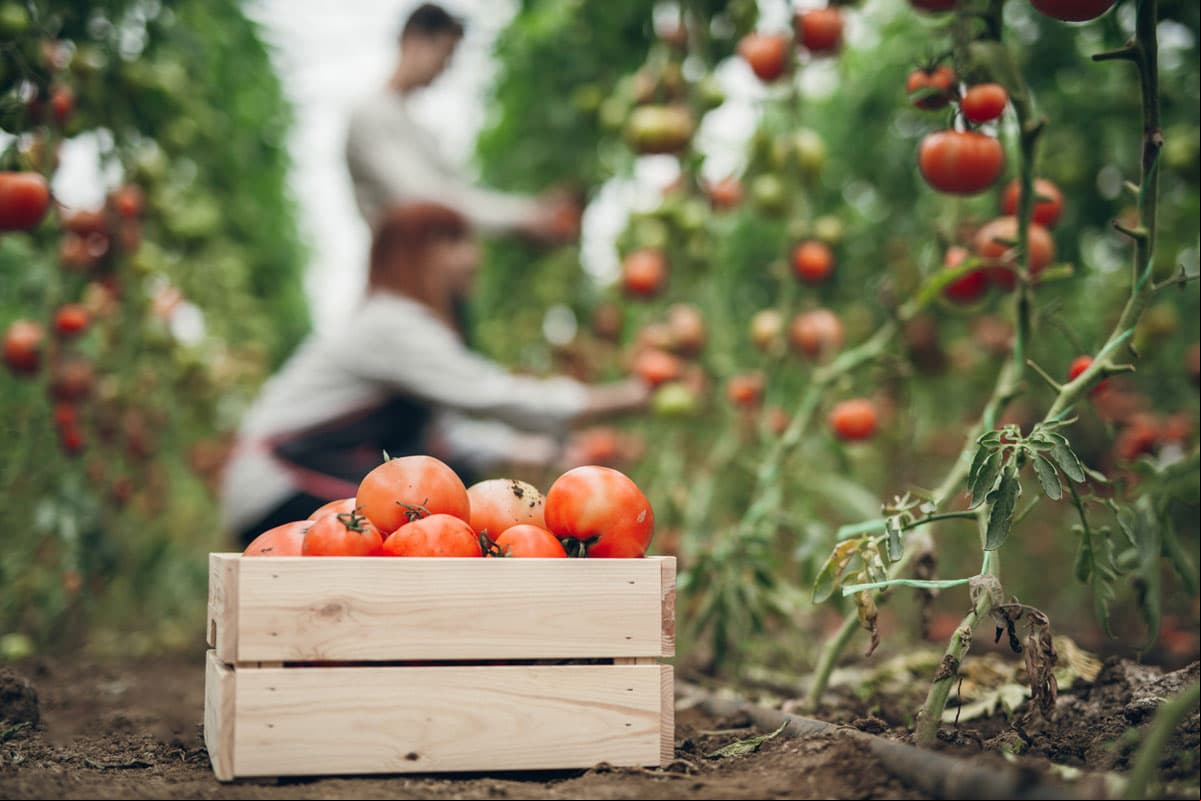 Jitomate. Este alimento está lleno de antioxidantes licopeno, el cual tiene efectos antiinflamatorios y desinflamantes muy efectivos.
