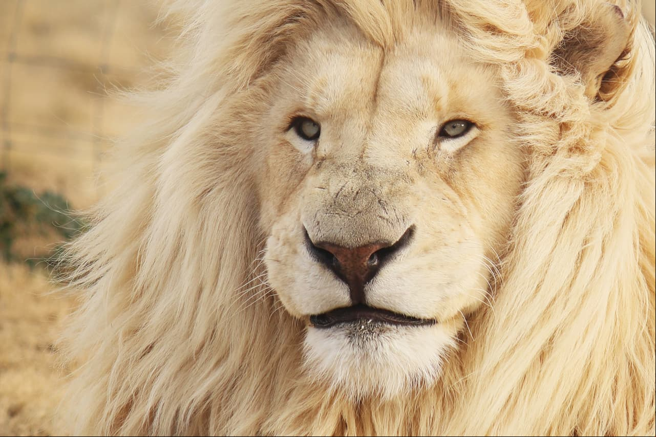 ¿Cuál de los tres tipos de Leo eres según tu fecha de nacimiento?
