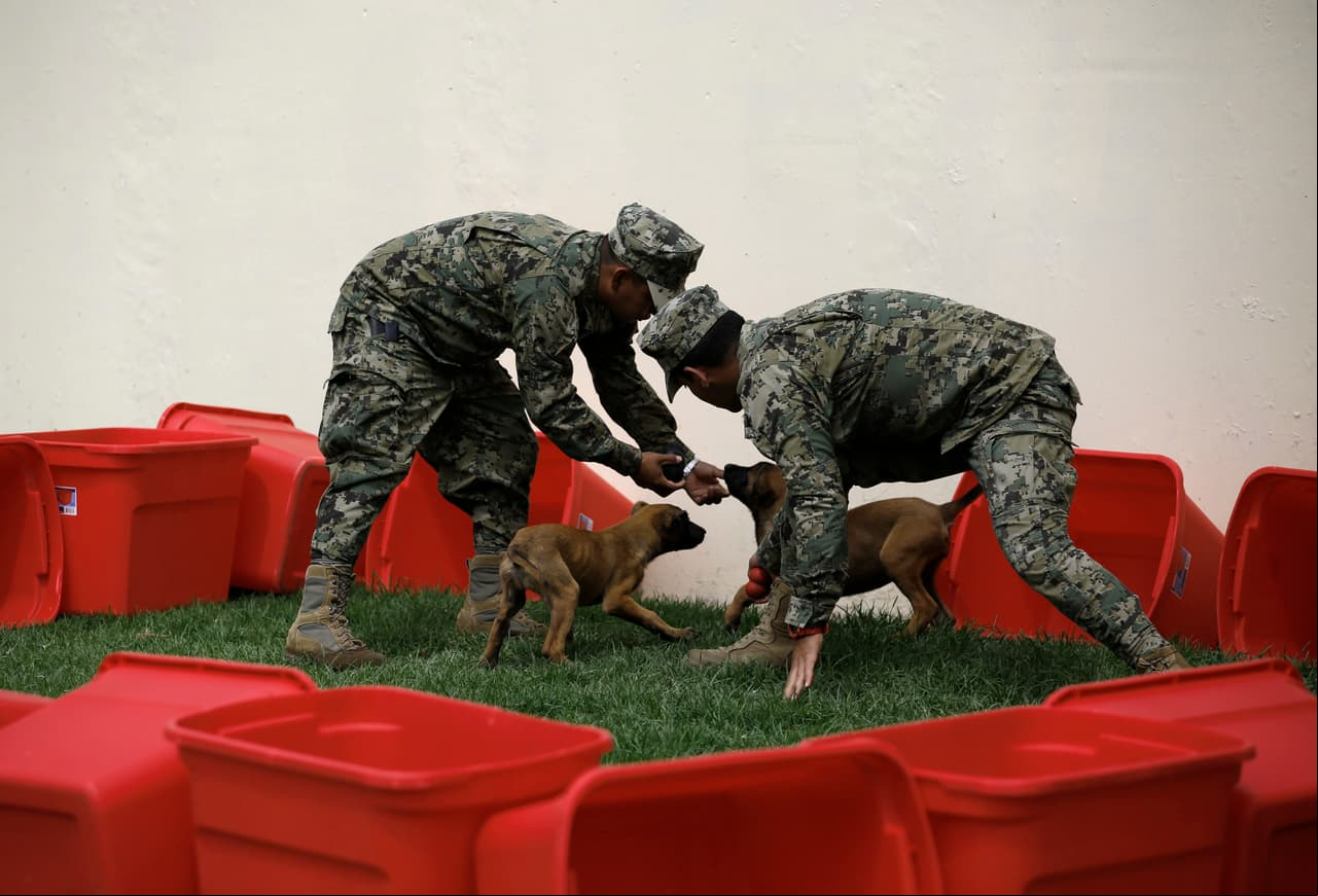 Su entrenamiento inició a pocos días de haber nacido, cada perro es detectado para una tarea distinta como: detección de narcóticos explosivos, búsqueda de cadáveres, protección y búsqueda y rescate.