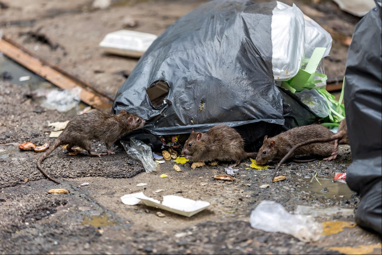 Descubre el significado de soñar con ratas