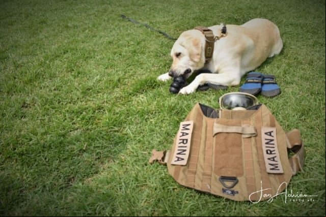 Se quita el uniforme y tendrá una vida tranquila al cuidado de la Unidad Canina Naval a sus 10 años de edad, lo que la hace un perro de edad avanzada.
