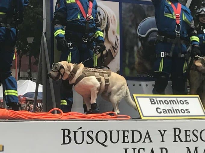 Los equipos de búsqueda y rescate fueron invitados al desfile del 16 de septiembre. Su participación fue sumamente ovacionada por los asistentes al evento cívico militar.
