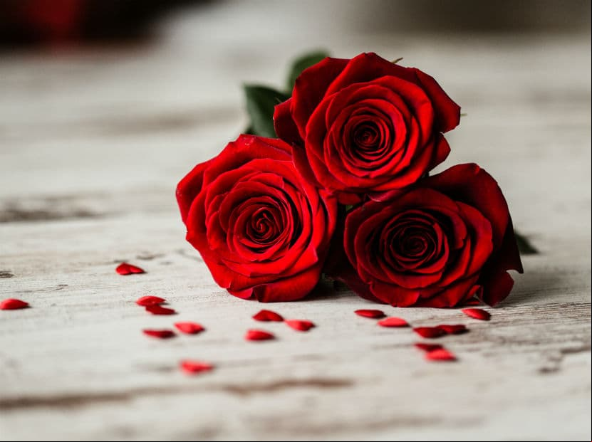 Aries. Ninguna flor como la rosa roja captura mejor su espíritu apasionado y fiero.