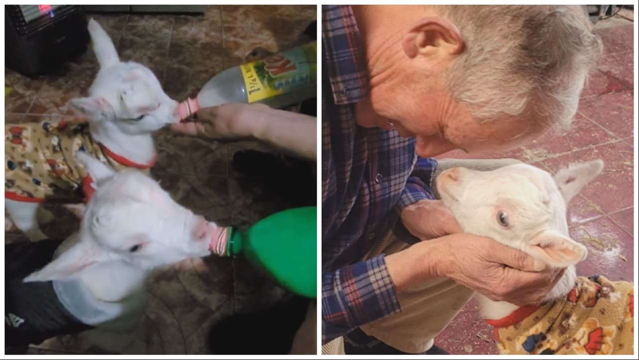 Hombre salva de la muerte a dos chivos en vez de comprar tomates: los crió como perritos