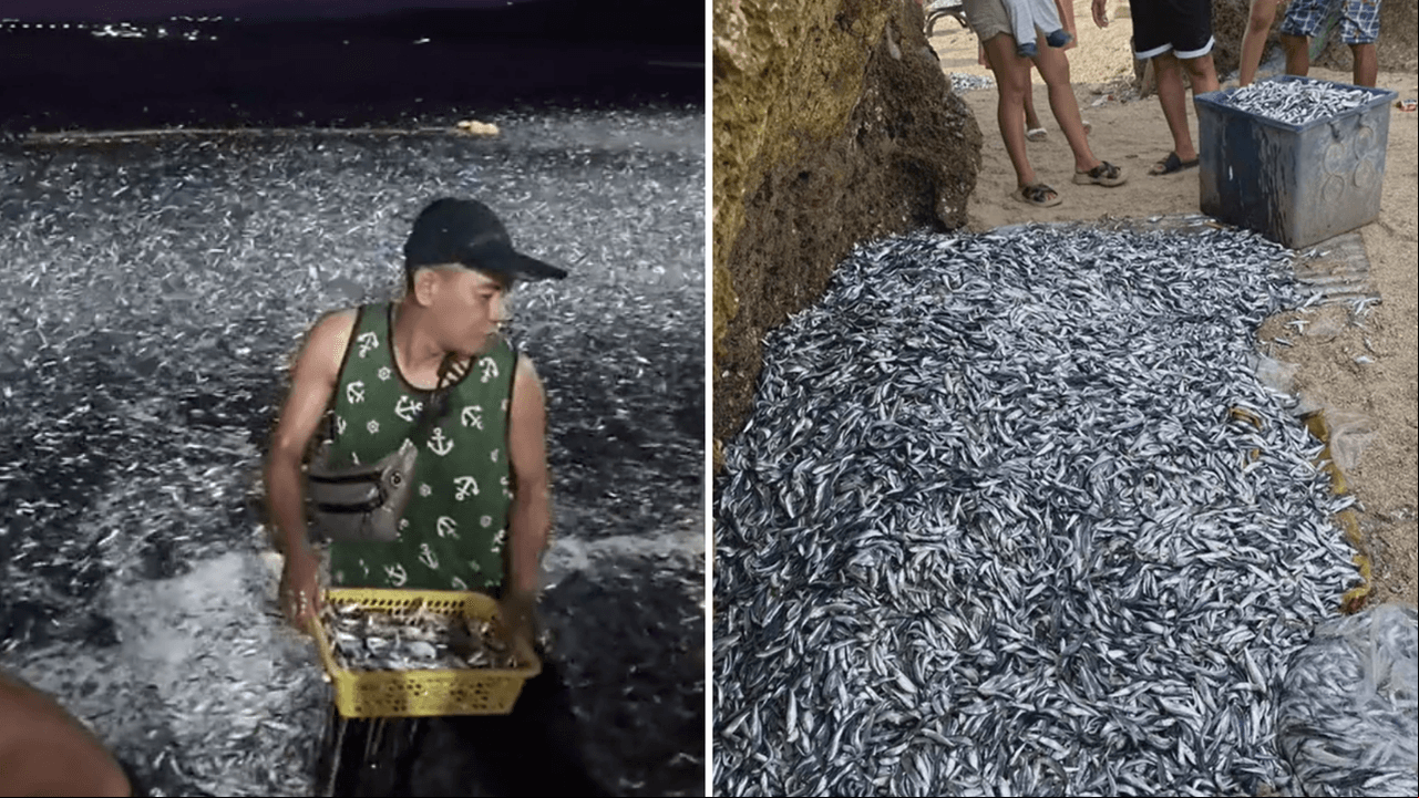 Captan a miles de peces ‘huyendo’ del mar y videos desatan alocadas teorías