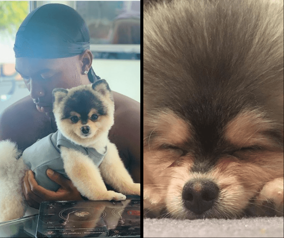 Futbolista ofrece 33 mil euros para que le devuelvan a su perrito robado