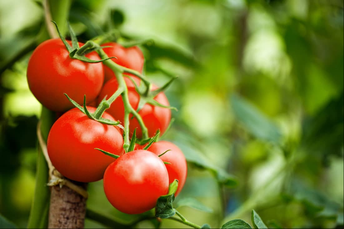 “El jitomate contiene vitamina C y A, además de un antioxidante que se llama licopeno, cuya función principal es retrasar el envejecimiento celular. Yo recomiendo consumirlo crudo porque contiene vitaminas y antioxidantes que son muy sensibles, incluso desde la luz que les da o al cortarlos”, agregó.