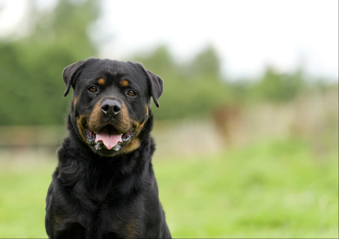 Conoce al perro que es capaz de salvarte de un paro cardíaco