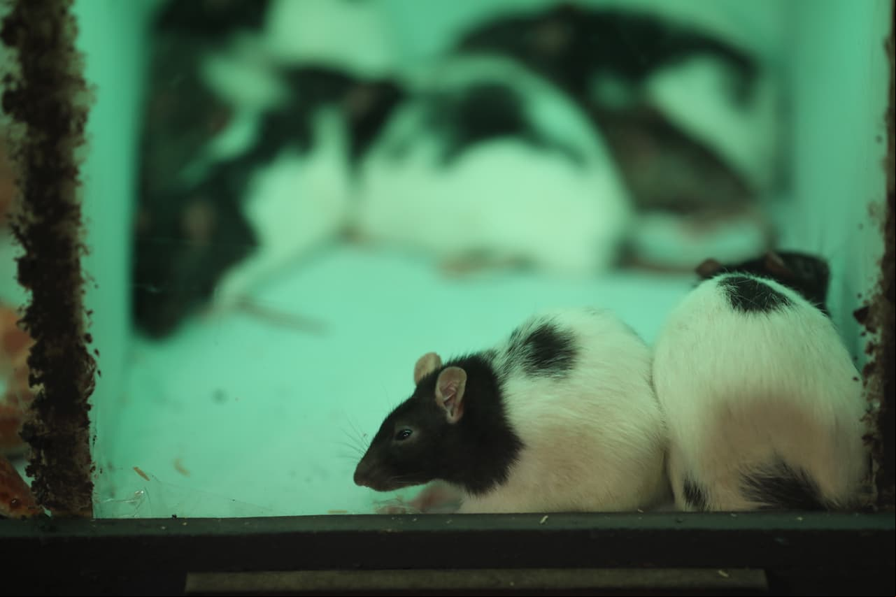 ¿Qué significa soñar con ratones?