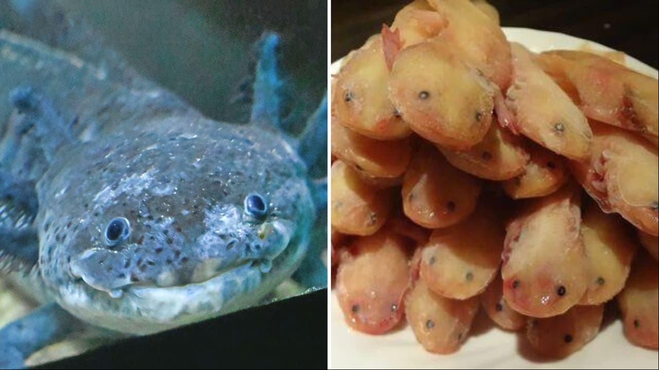 Ajolotes fritos