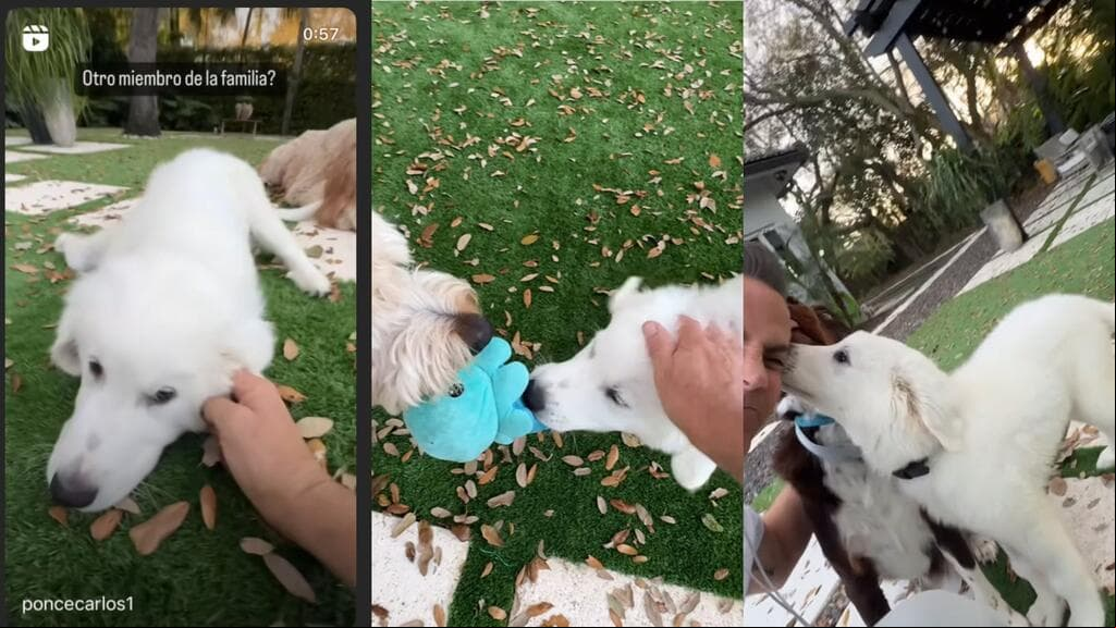 Casper (o Gasparín) es el nuevo integrante de la familia de Carlos Ponce y Karina Banda.