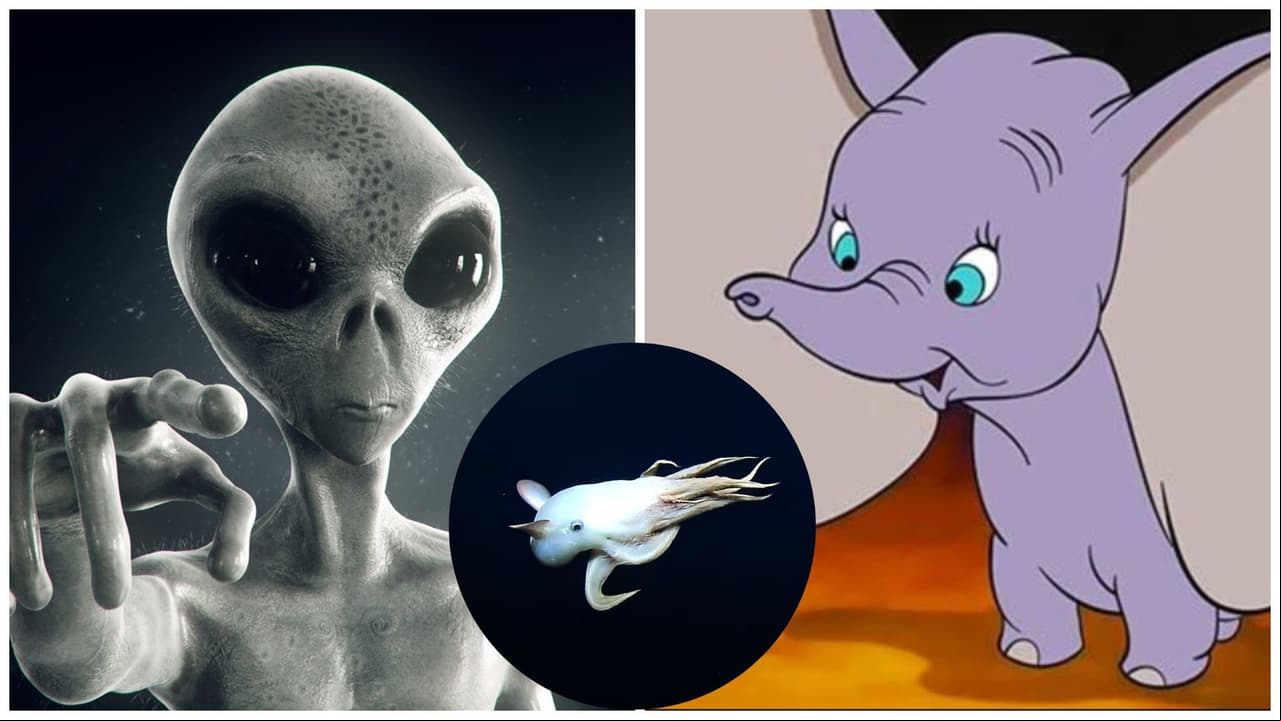 Extraña criatura marina es captada en el fondo del mar y causa furor: ¿Dumbo extraterrestre?