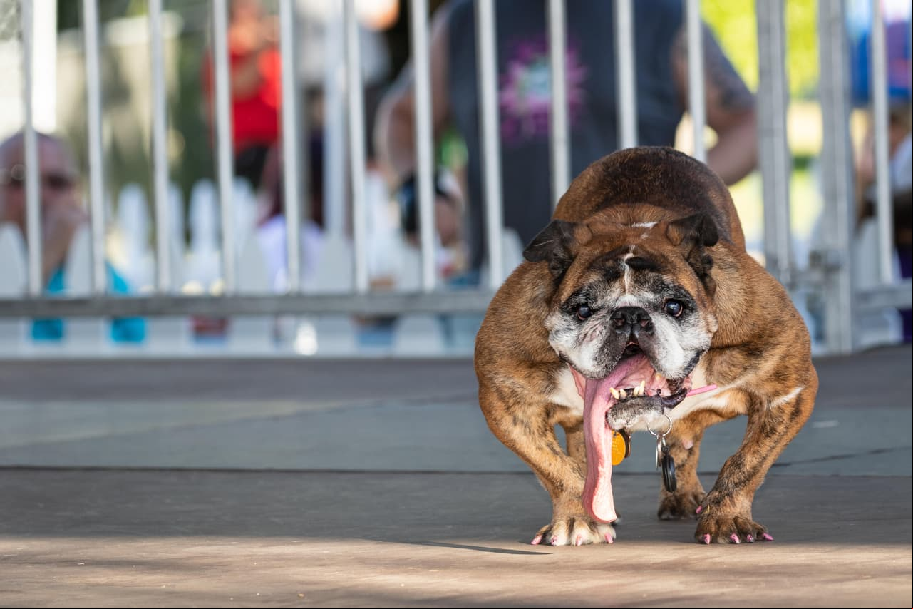 Conoce a la perrita más fea de todo el mundo