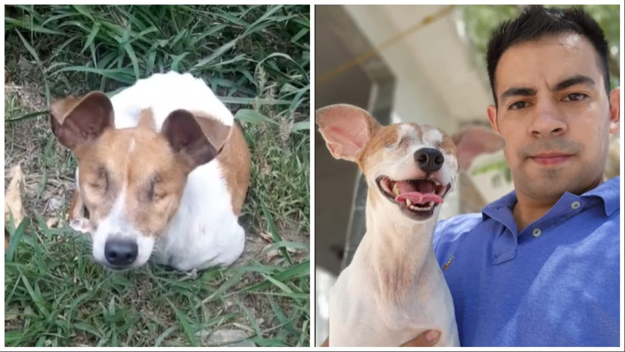 Hombre rescata a perrita sin ojos y conmueve a TikTok.