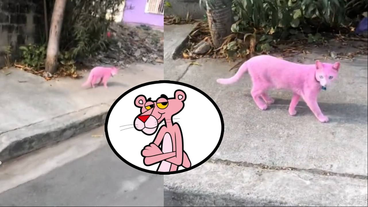 Captan a gato pintado de rosa en las calles.