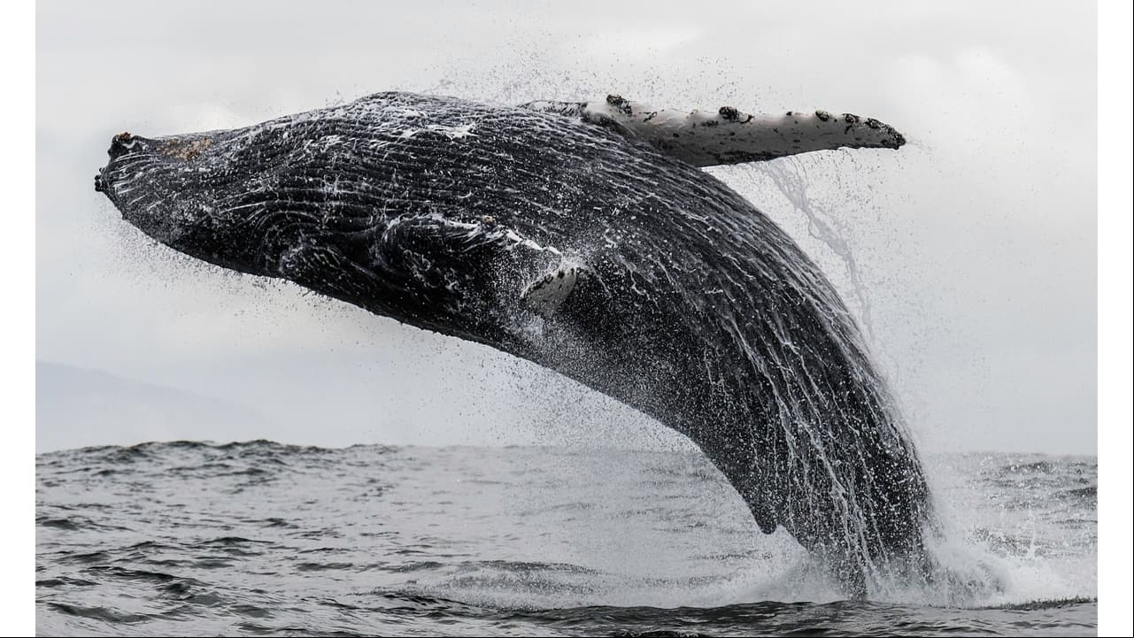 Ballena