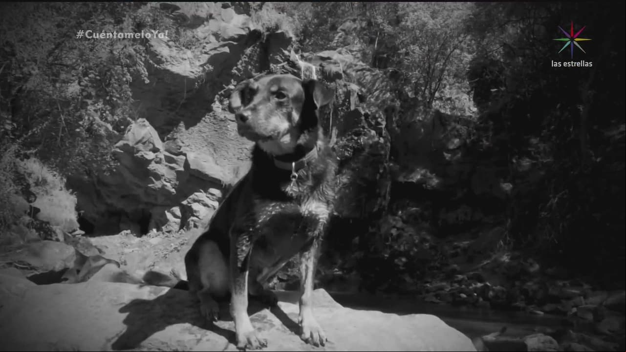 Estuvo a punto de morir antes de ‘Roma’: Esta es la verdadera historia del perro “Borras”