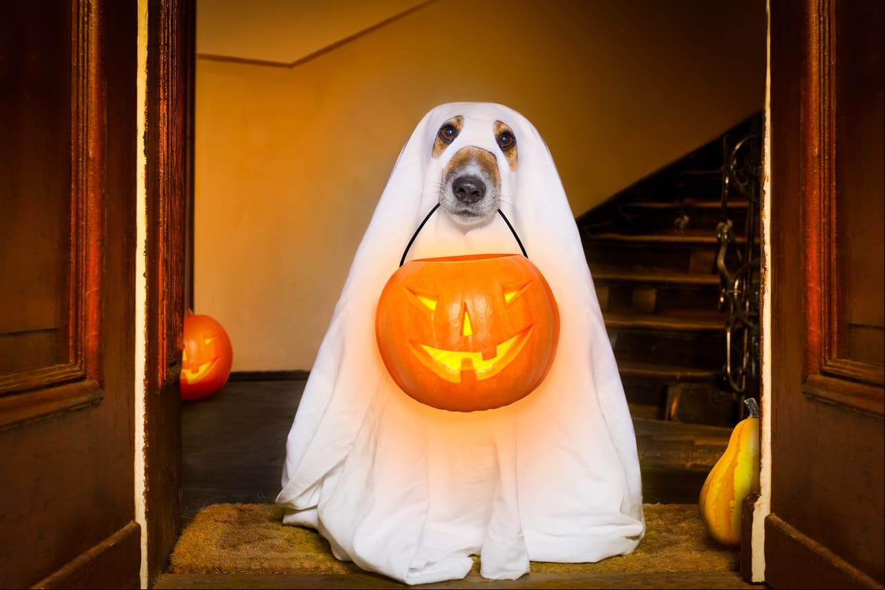 ¿Te imaginas un Día de Muertos para mascotas? ¡Podría ser el 3 de noviembre!