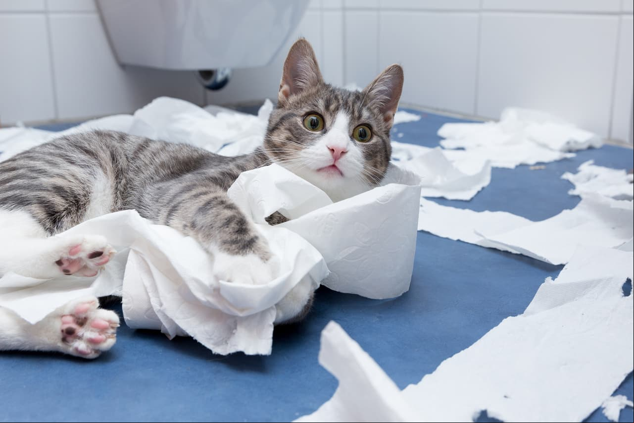 ¿Por qué las personas ven videos de gatos?
